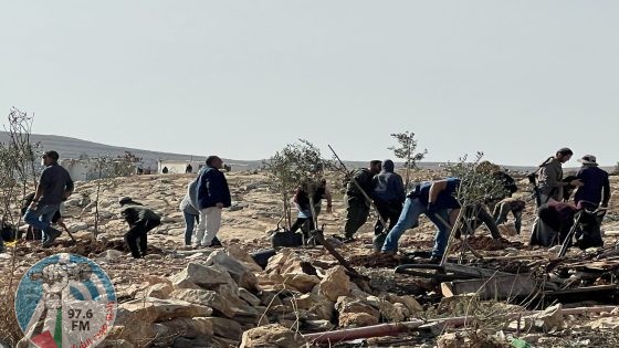 مستعمرون يرعون أغنامهم في أراضي المواطنين بمسافر يطا
