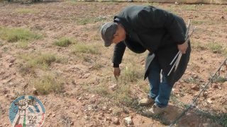مستعمرون يقتلعون أشجارا ويطلقون مواشيهم في المحاصيل الزراعية بمسافر يطا