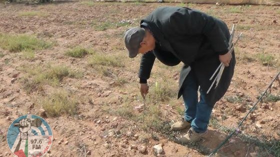 مستعمرون يقتلعون أشجارا ويطلقون مواشيهم في المحاصيل الزراعية بمسافر يطا