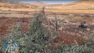 مستعمرون يقطعون نحو 100 شتلة زيتون بين قريتي المغير وأبو فلاح شمال شرق رام الله