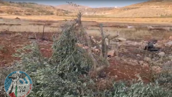 مستعمرون يقطعون نحو 100 شتلة زيتون بين قريتي المغير وأبو فلاح شمال شرق رام الله