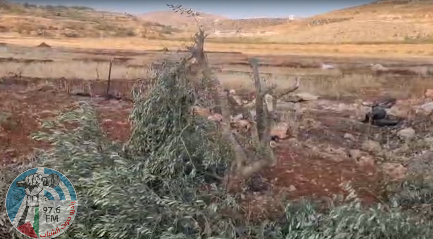 مستعمرون يقطعون نحو 100 شتلة زيتون بين قريتي المغير وأبو فلاح شمال شرق رام الله