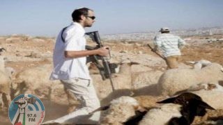 مستعمرون يسرقون عشرات رؤوس الماشية من الأغوار الشمالية