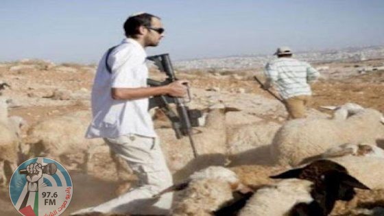 مستعمرون يسرقون عشرات رؤوس الماشية من الأغوار الشمالية