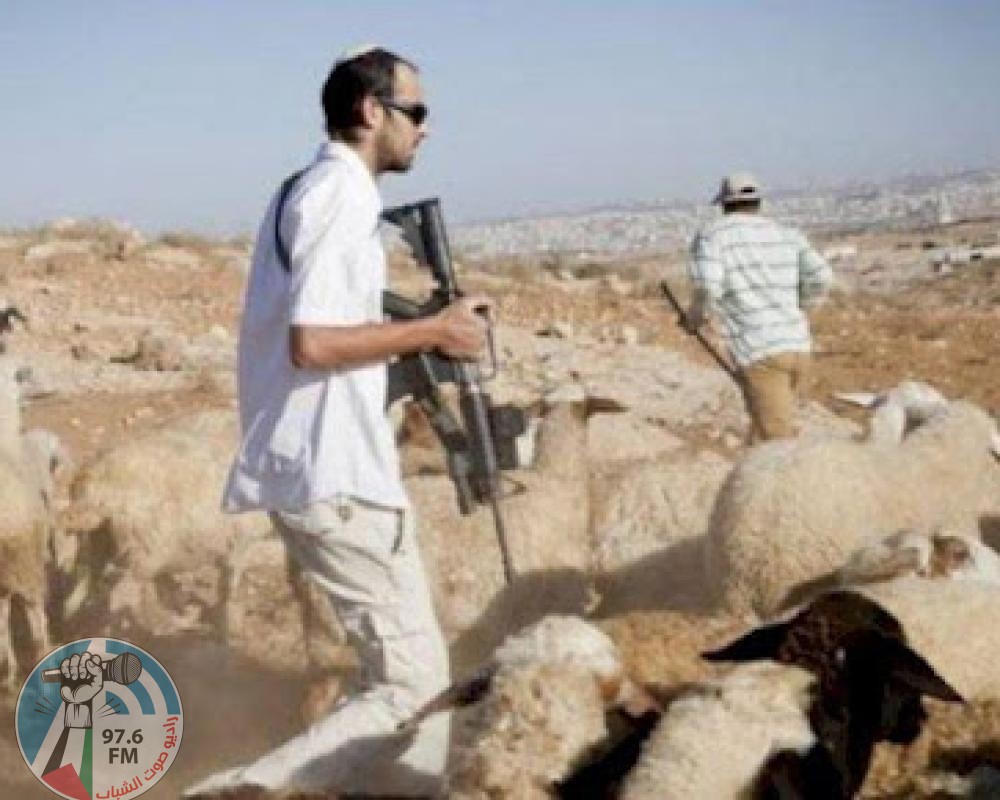مستعمرون يسرقون عشرات رؤوس الماشية من الأغوار الشمالية