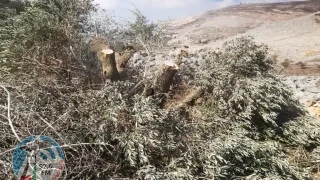 مستعمرون يقطعون أكثر من 100 شجرة زيتون غرب سلفيت ويعتدون على مزارعين