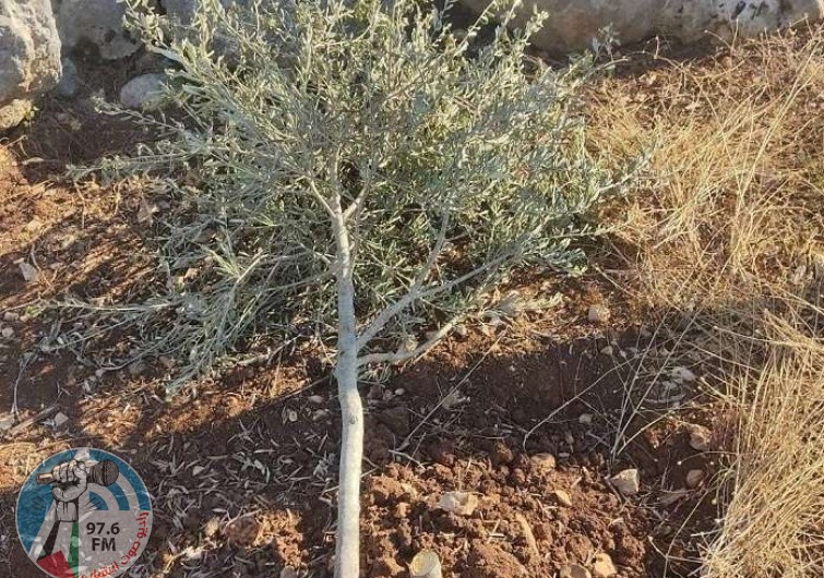 مستعمرون يقتلعون 180 شجرة وغرسة زيتون شرق قلقيلية