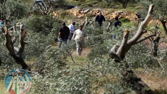 مستعمرون يكسرون ما يزيد عن 150 شتلة زيتون بمسافر يطا