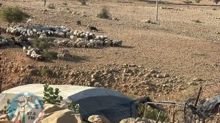 مستعمرون يرعون أغنامهم في شلال العوجا شمال أريحا
