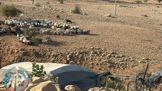مستعمرون يرعون أغنامهم في شلال العوجا شمال أريحا