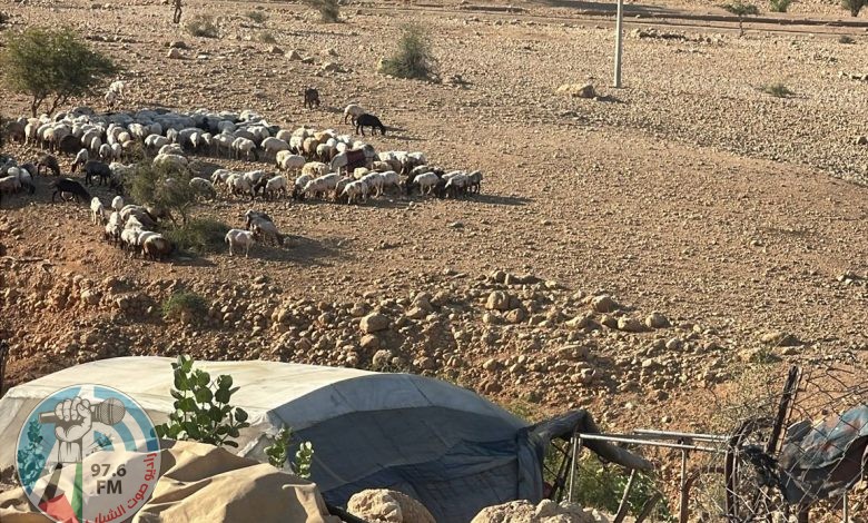 مستعمرون يرعون أغنامهم في شلال العوجا شمال أريحا