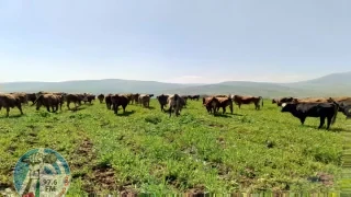 مستعمرون يطلقون أبقارهم في المحاصيل الزراعية بالأغوار الشمالية