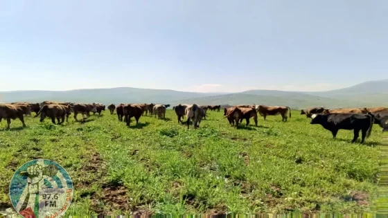 مستعمرون يطلقون أبقارهم في المحاصيل الزراعية بالأغوار الشمالية