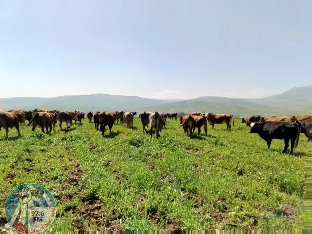 مستعمرون يطلقون أبقارهم في المحاصيل الزراعية بالأغوار الشمالية