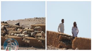مستعمرون يطلقون مواشيهم بأشجار زيتون وبالات قش بمسافر يطا