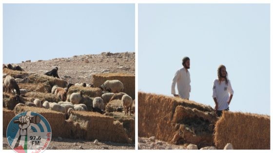 مستعمرون يطلقون مواشيهم بأشجار زيتون وبالات قش بمسافر يطا