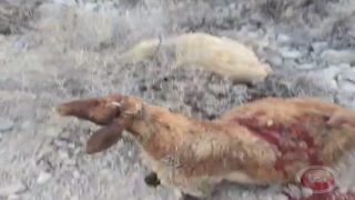 مجزرة في الاغوار: المستوطنون يسرقون ويذبحون 117 رأس غنم ويهاجمون السكان ليلا