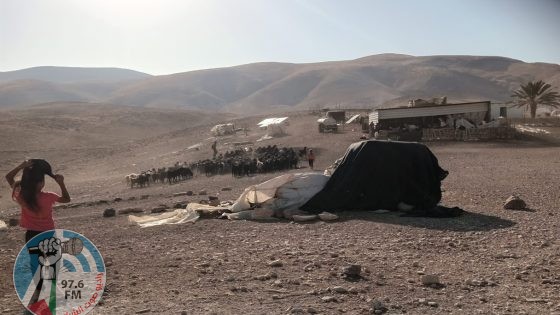 مستعمرون يستولون على مسكن شمال أريحا ويسرقون 60 رأس غنم