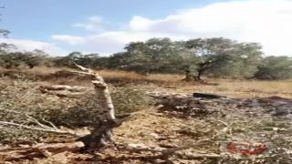 المستوطنون يقطعون أشجار الزيتون جنوب سلفيت