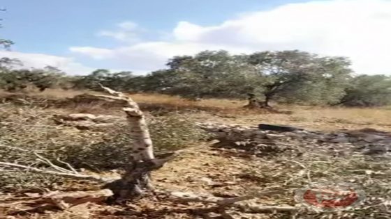 المستوطنون يقطعون أشجار الزيتون جنوب سلفيت
