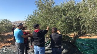 وزارة الزراعة تحدد موعد قطف الزيتون