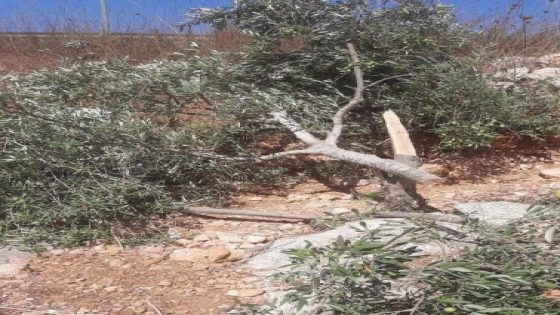 مستوطنون يقتلعون 50 شجرة زيتون معمّرة شرق قلقيلية