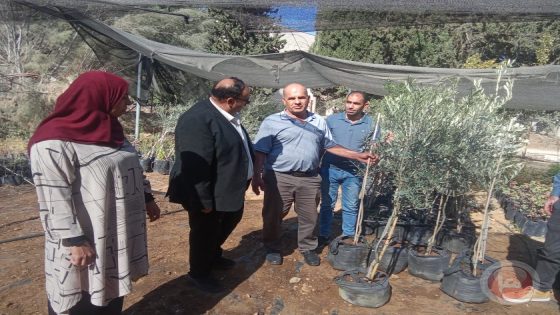 وزارة الزراعة في استجابة عاجلة تُسلم اشتال زيتون مُكبَّر لإعادة تشجير أراضِ واد سعير