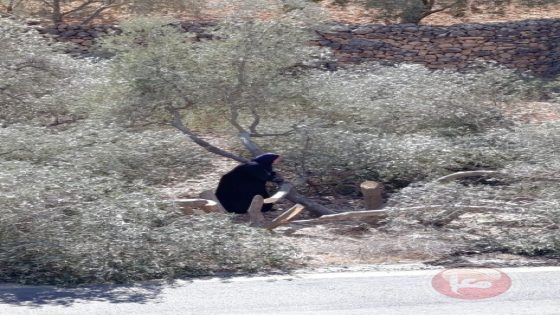 مستوطنون يقطعون أكثر من 80 شجرة زيتون معمّرة في سعير
