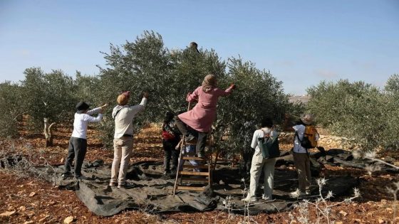 منذ بداية الموسم- 340 اعتداء نفذها الاحتلال والمستوطنون ضد قاطفي الزيتون