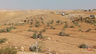 الاحتلال يعتقل 3 مواطنين بعد اعتداء مستوطنين ويصادر جراراً شرق يطا