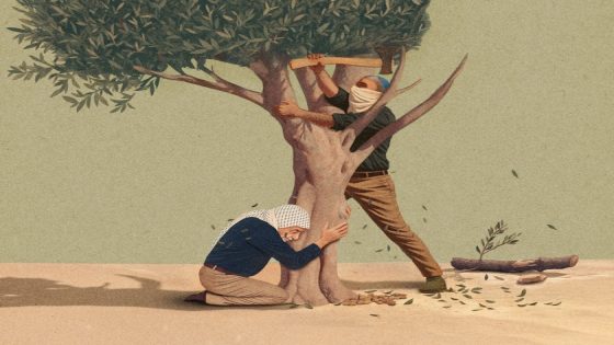 كيف تحوّل موسم الزيتون في الضفة الغربية إلى معركة بقاء؟