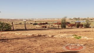 مستوطنون ينفذون جولات استفزازية في مسافر يطا… وعائلات تواجه التهجير