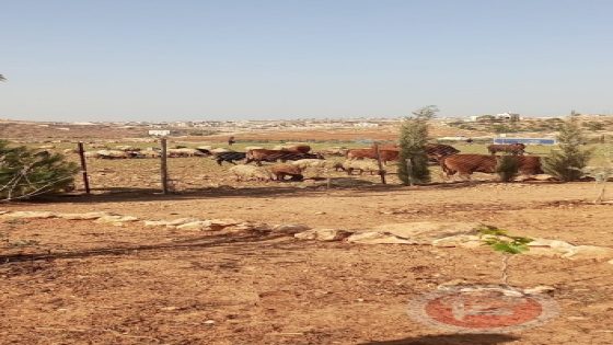 مستوطنون ينفذون جولات استفزازية في مسافر يطا… وعائلات تواجه التهجير