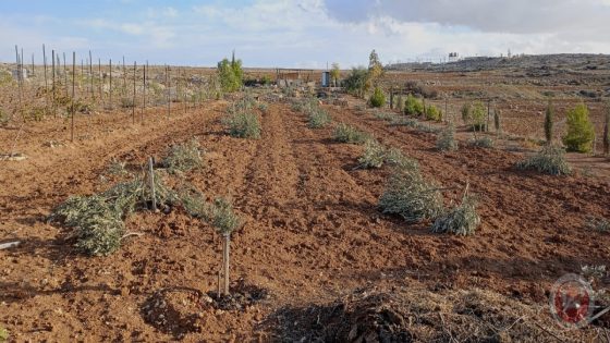 مستوطنون يدمرون مئات الأشجار ويخربون ممتلكات زراعية في مسافر يطا