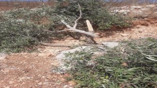 الاحتلال يقتلع أشجار زيتون غرب جنين