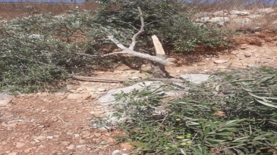 الاحتلال يقتلع أشجار زيتون غرب جنين