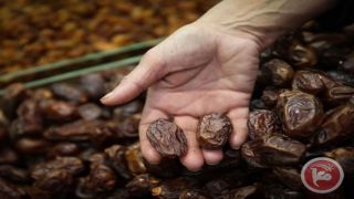 تركيا ترفع كوتا إعفاء التمور الفلسطينية إلى 7 آلاف طن سنويًا
