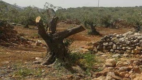 مستوطنون يقتلعون أشجار زيتون شرق طوباس