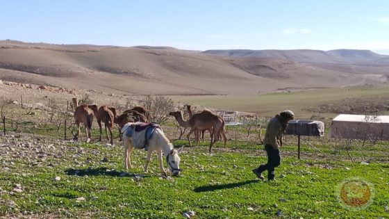 اعتداءات متواصلة للمستوطنين على خِرَب ومناطق مسافر يطّا