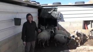 مستوطنون يهاجمون مساكن ويعتدون على أغنام المواطنين في مسافر يطا