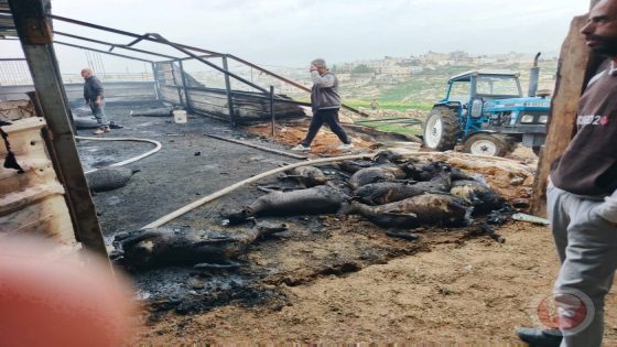 حريق يلتهم مزرعة للأغنام في السموع ويتسبب بنفوق عشرات الأغنام