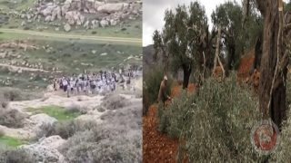 فيديو- مستوطنون يؤدون طقوسا تلمودية ويقطعون أشتال زيتون جنوب نابلس