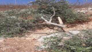 مستوطنون يقطعون 21 شجرة زيتون في المغير شرق رام الله