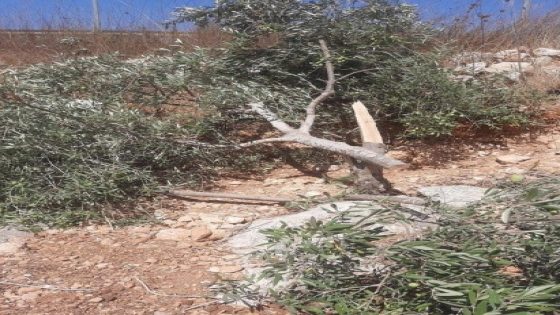 مستوطنون يقطعون 21 شجرة زيتون في المغير شرق رام الله
