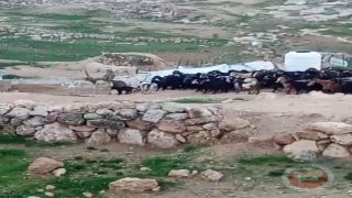 الاحتلال يعتقل مسنا ومستوطنون يعتدون على الاهالي بمسافر يطا