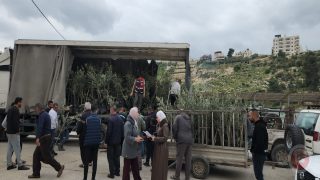 بعد اقتلاع آلاف الأشجار… توزيع أشتال زيتون لإحياء أراضي المزارعين في إذنا