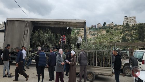 بعد اقتلاع آلاف الأشجار… توزيع أشتال زيتون لإحياء أراضي المزارعين في إذنا