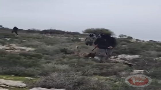 المستوطنون يصيبون إصابة أربعة مواطنين في سلفيت