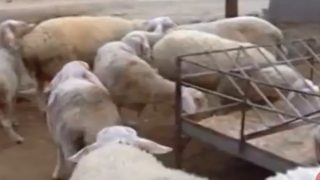 الزراعة توضح بشأن احتواء مرض الحمى القلاعية