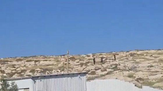 مستوطنون يهاجمون مخماس قرب القدس ويتجمعون على جبل العاصور شرق رام الله